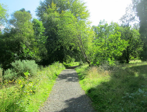 Kinnoull Hill Path, Perth, woodland