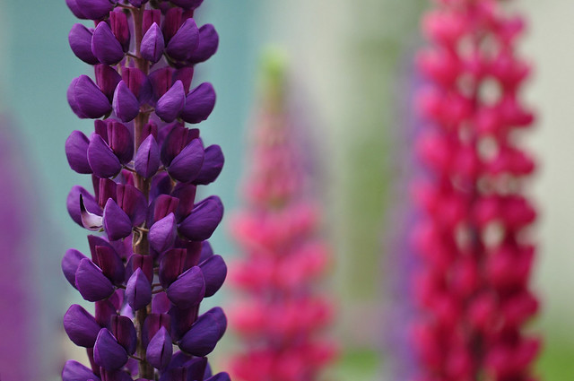 Colours of Lupin (Lupinus Polyphyllus)
