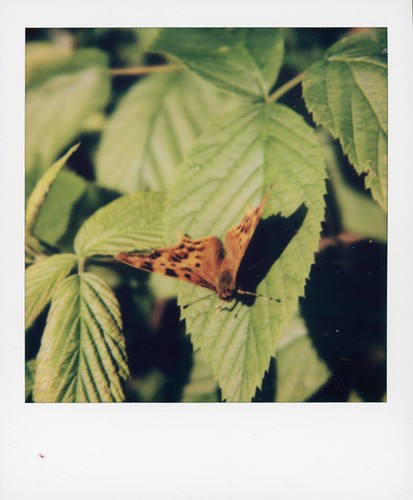 Butterfly ...