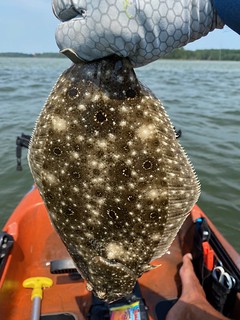 Photo of a summer flounder