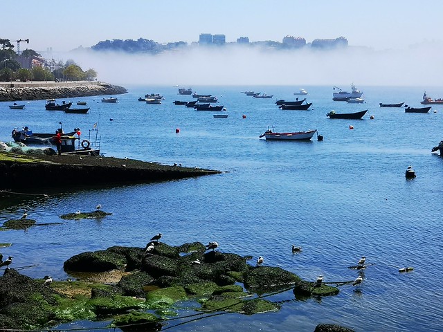 seagulls,boats and a bit of mist