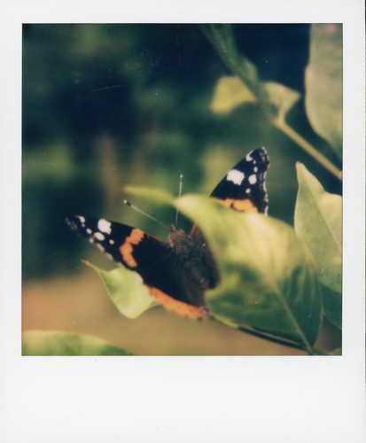 Butterfly ...