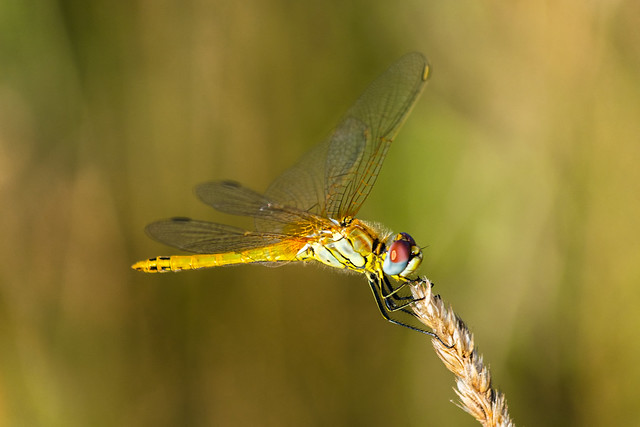 A yellow dragonfly