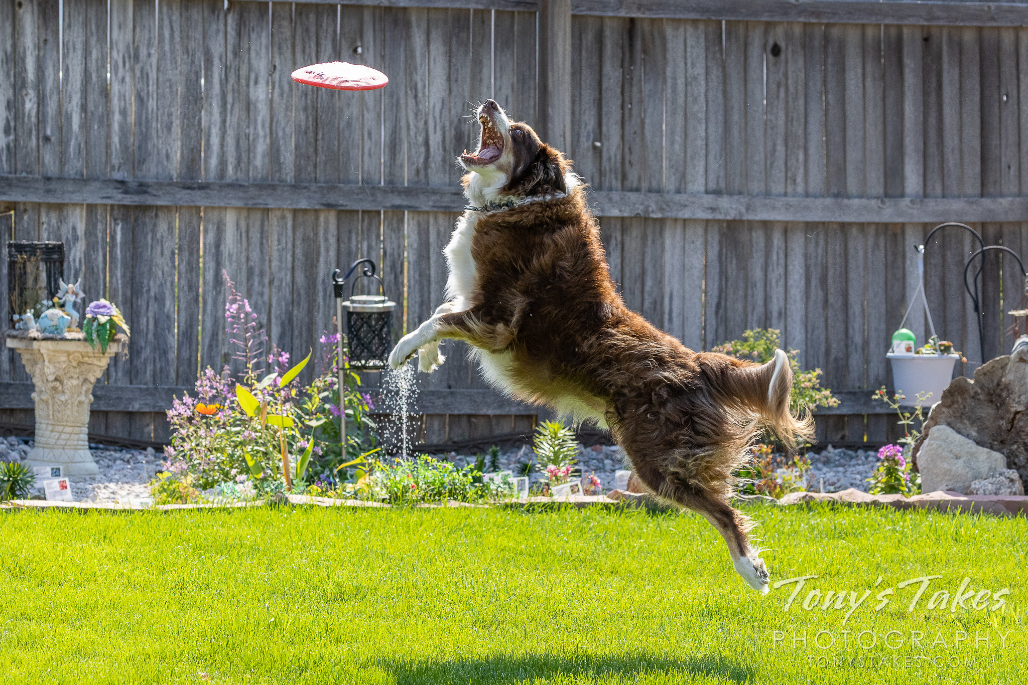 Scout, a border collie, leaps for a Frisbee. (© Tony's Takes)