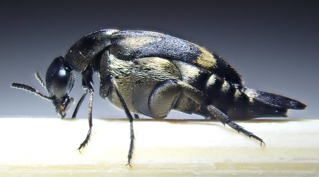 Mediimorda bipunctata (Germar 1827) ♀ (Coleoptera Mordellidæ Mordellinæ Mordellini)