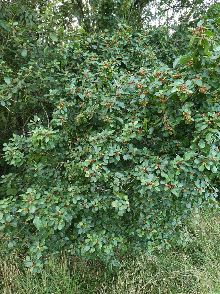 Frangula alnus Mill. subsp. alnus - Alder Buckthorn