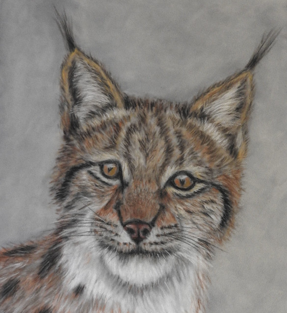 Lynx in Pastel