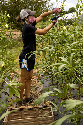 Woman picks okra on her farm.