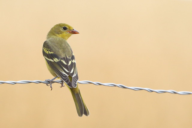 Western Tanager Female