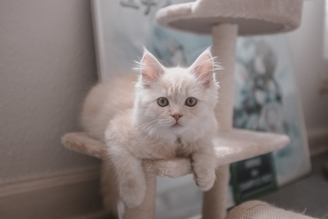 Pomu the Kitten