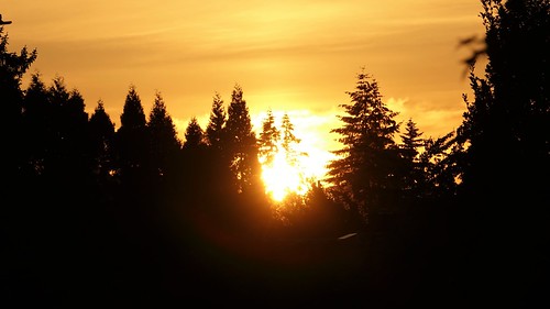 sunset portland oregon pdx stump town fir trees