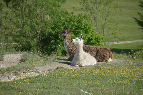 Warlingham Plantation Lane Llamas 