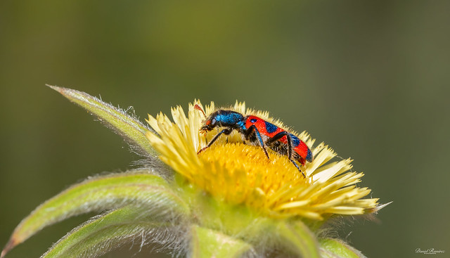 Escarabajo Ajedrezado