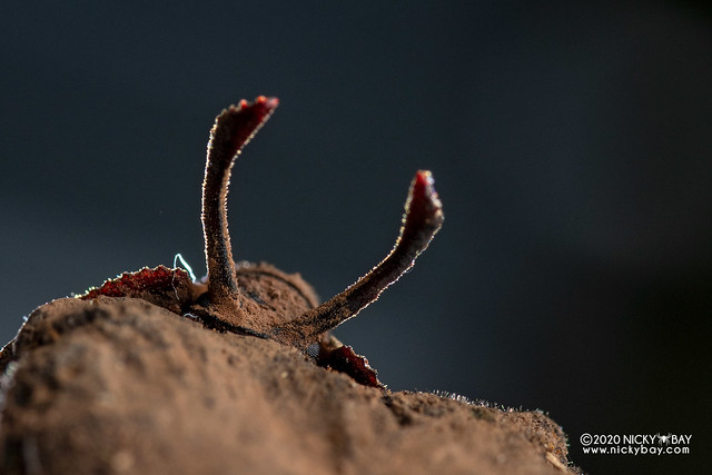 Samurai darkling beetle (cf. Byrsax sp.) - DSC_4062