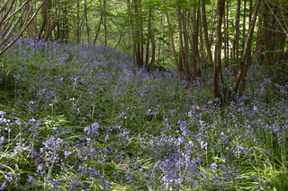 Warlingham Henley Wood enclosure with bluebells 