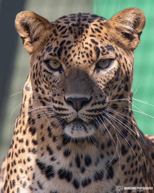 Sri Lanka Leopard - Mondo Verde - The Netherlands