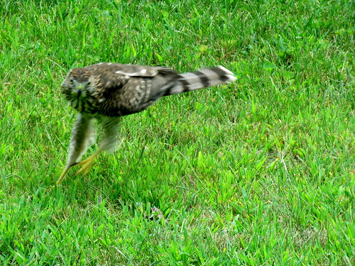 young hawk & it's prey
