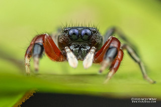 Jumping spider (Piranthus kohi) - DSC_4690
