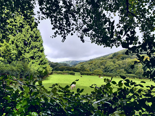 machen southwales sheep woods grass leaves hill clouds grey sky oneplus7pro