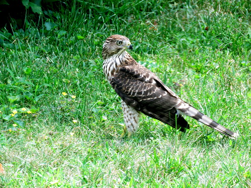 young hawk & it's prey