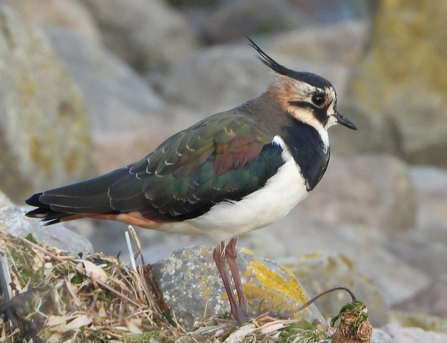 Eurasian Lapwing, Green Plover, Peewit; all names for this bird.