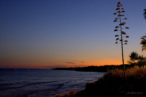 mbe algarve sunset bluehour tree 2011 august summer armação de pêra faro portugal armaçãodepêra nik sea