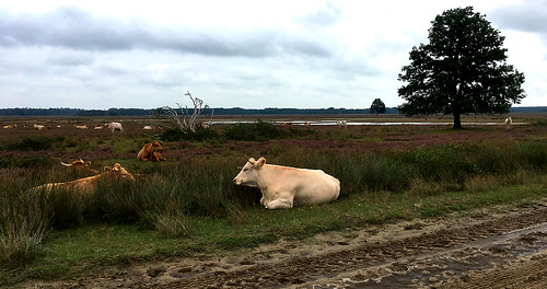 tree water grass animal cows heath fen dwingeloo dwingelderveld netherlands drenthe iphonese road landscape sandy