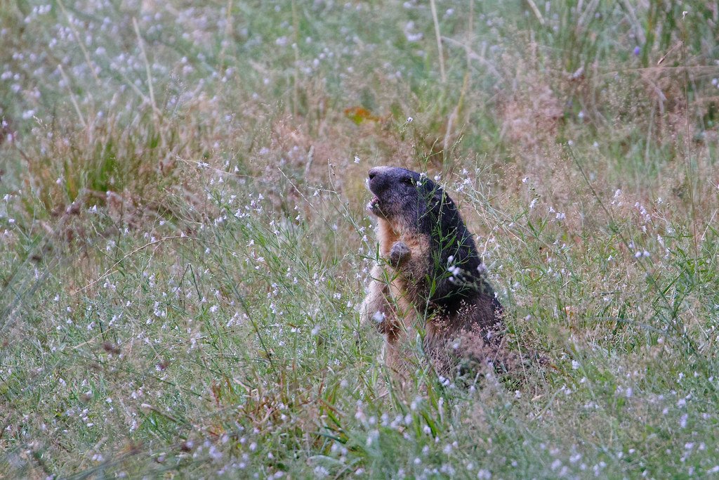 Marmotte - Marmota marmota | Se préparer pour l'hiver : mang… | Flickr