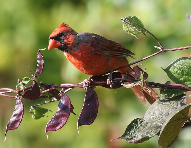 Molting red male cardinal