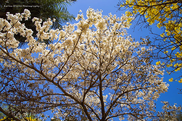 Lapacho blanco