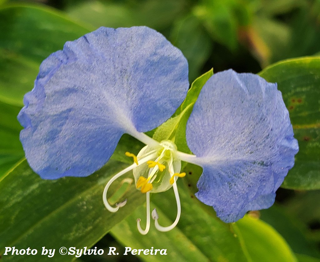 Trapoeraba-azul | Trapoeraba-azul. Commelina erecta L. Famíl… | Flickr
