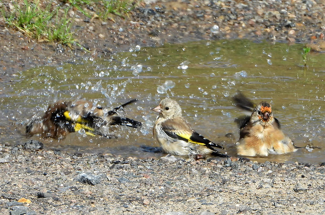 Goldfinch bathing party at RSPB Medmerry.