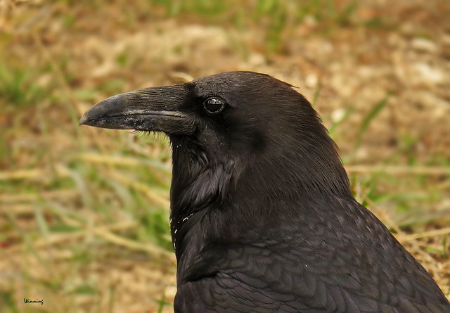 Raven 5408