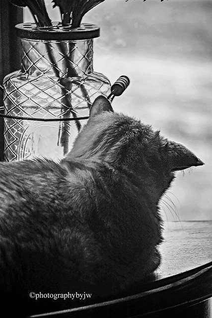 Cat Watch Happy Caturday