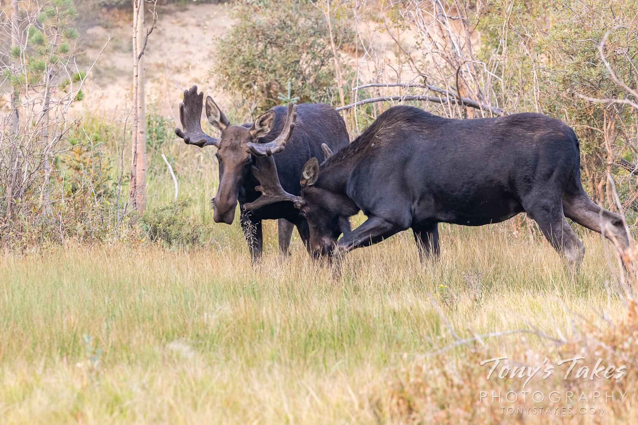 A pair of moose bulls engage in some pre-rut sparring. (© Tony's Takes)