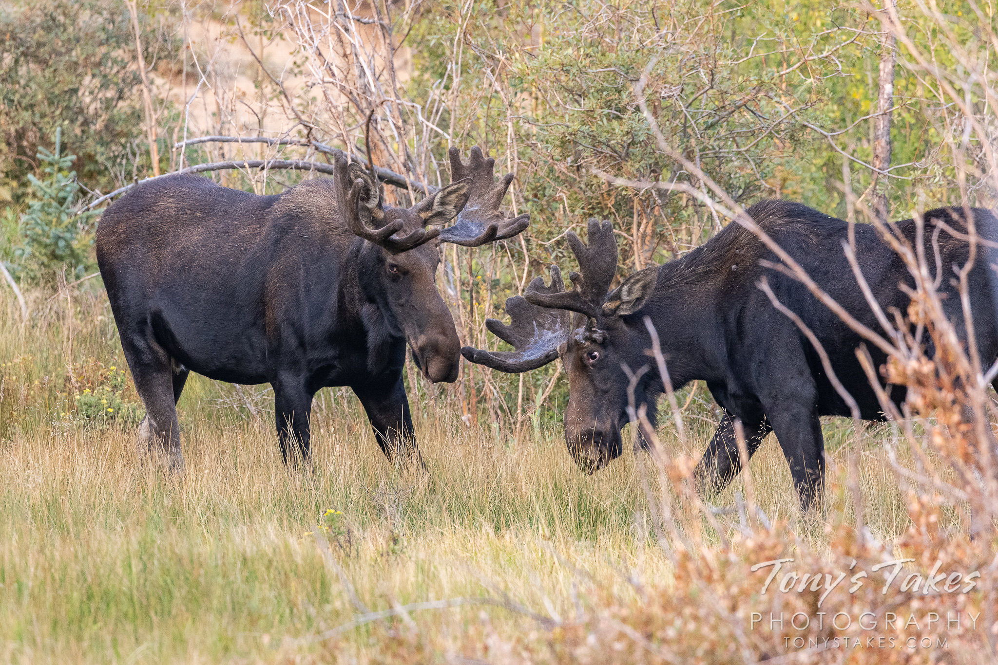 Moose bulls starting to show signs of the season