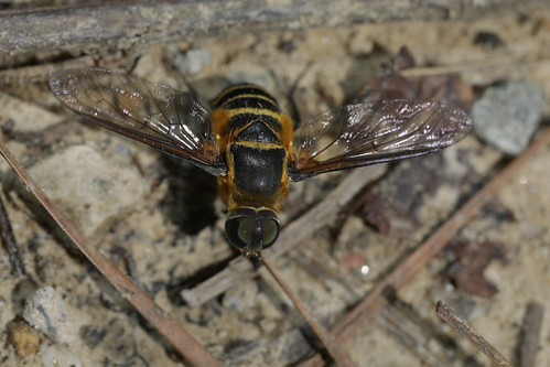 insect diptera bombyliidae anthracinae villa northcarolina piedmont canonef100mmf28macrousm fridayflyday inaturalist
