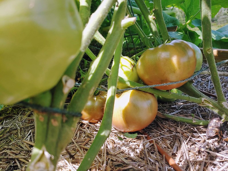 Cherokee Purple Tomatoes on the Vine