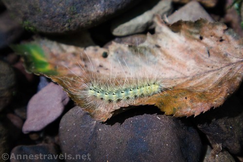 A caterpillar I found in Wolf Run along the Golden Eagle Trail, Tiadaghton State Forest, Pennsylvania