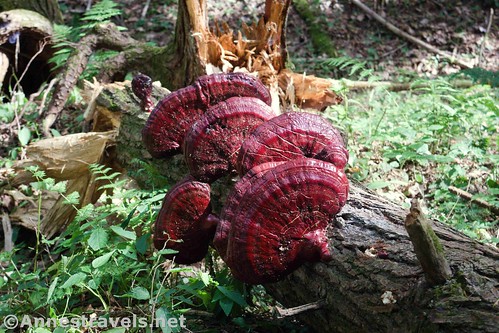 Fungus (possibly Beefsteak) on a fallen tree in the Bonnel Run drainage, Golden Eagle Trail, Tiadaghton State Forest, Pennsylvania