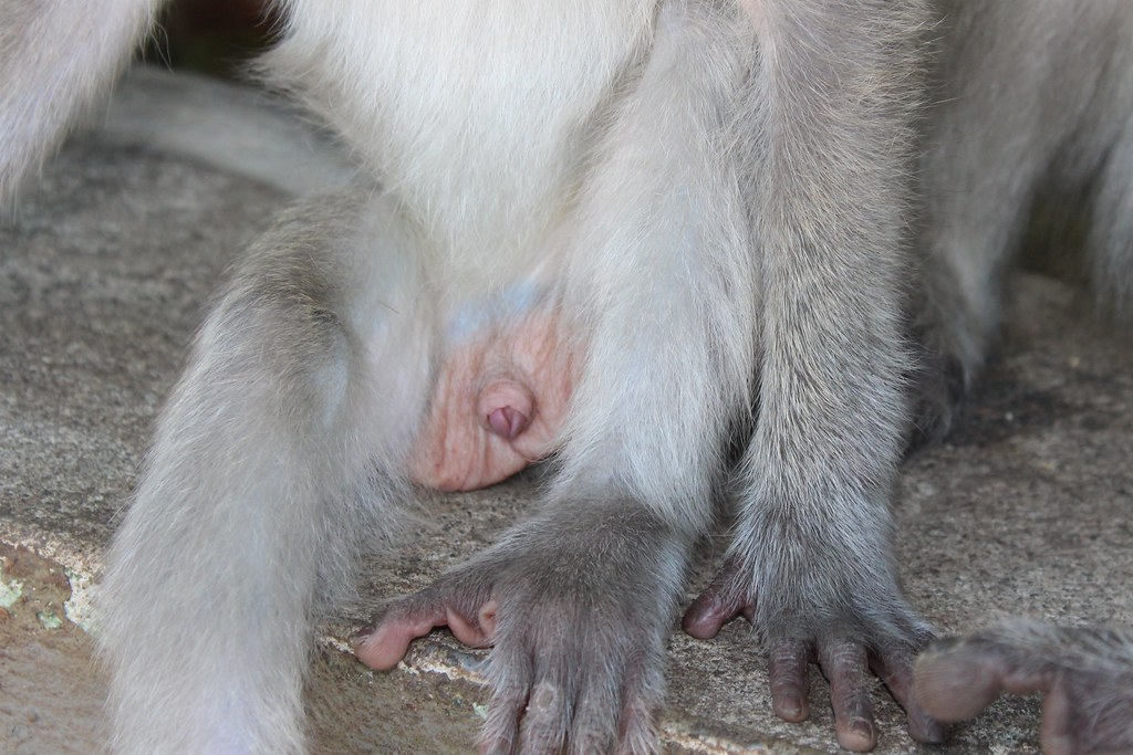 Reproductive organ of a monkey in a theme park in Bali, Indonesia. 