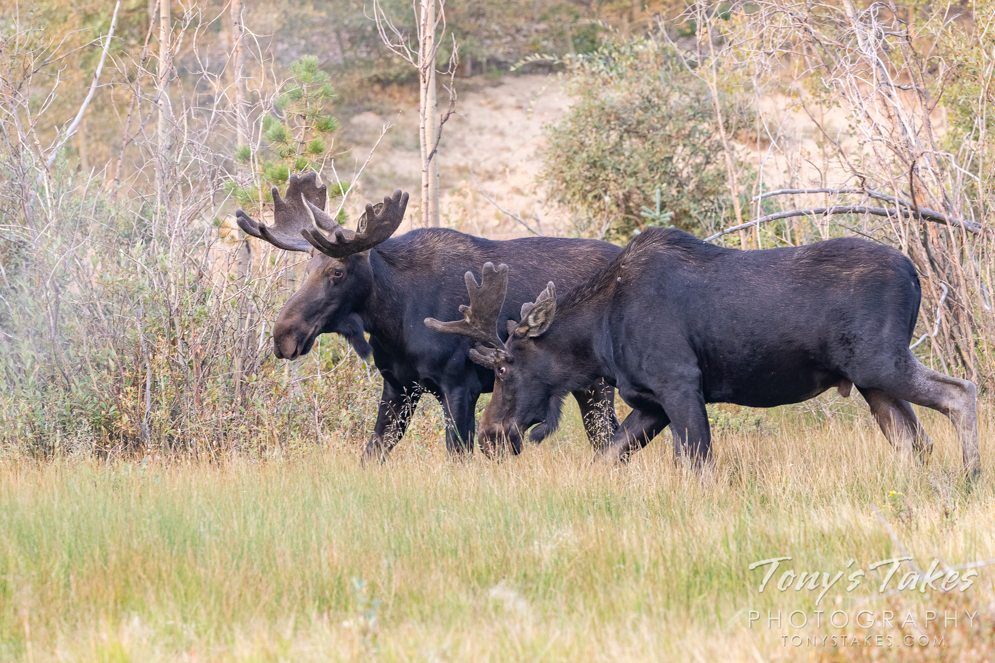 A pair of moose bulls engage in some pre-rut sparring. (© Tony's Takes)