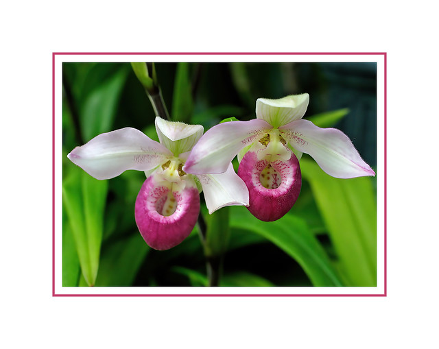 Cypripedium reginae, Showy Lady's Slipper Wild Orchid Duo