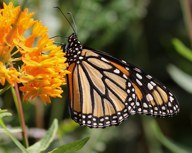 Monarch and Butterfly Weed (Explored 8/30/20)