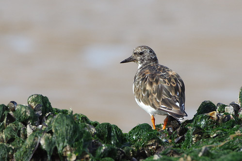 arenariainterpres norfolk titchwell beach bird nature rocks ruddyturnstone wader wild wildlife