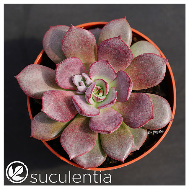 Sedum sinforosanum x Echeveria moranii , hybrid created by Suculentia.