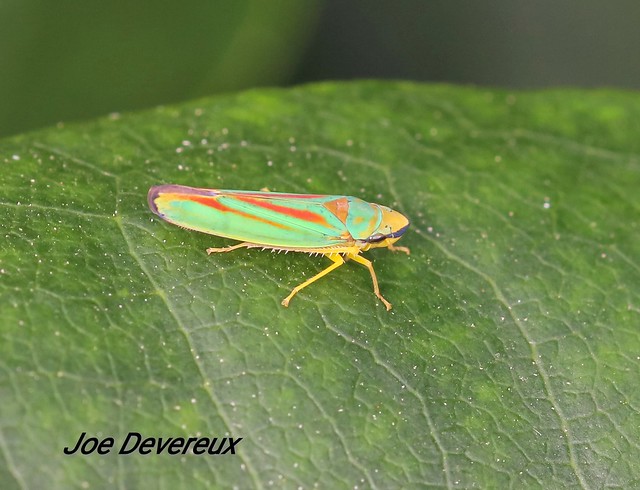 RHODODENDRON LEAFHOPPER