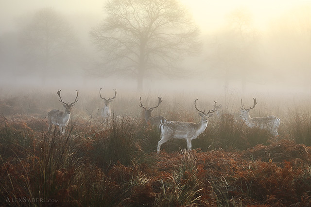Realm of the Fallow Deer
