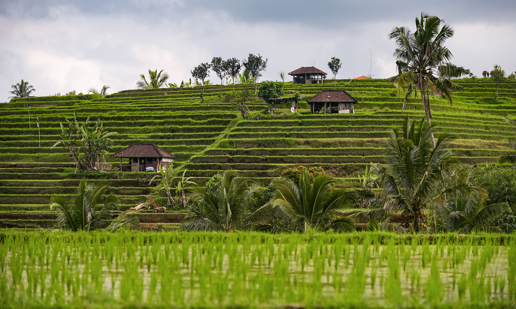 Bali: Jatiluwih rice terraces