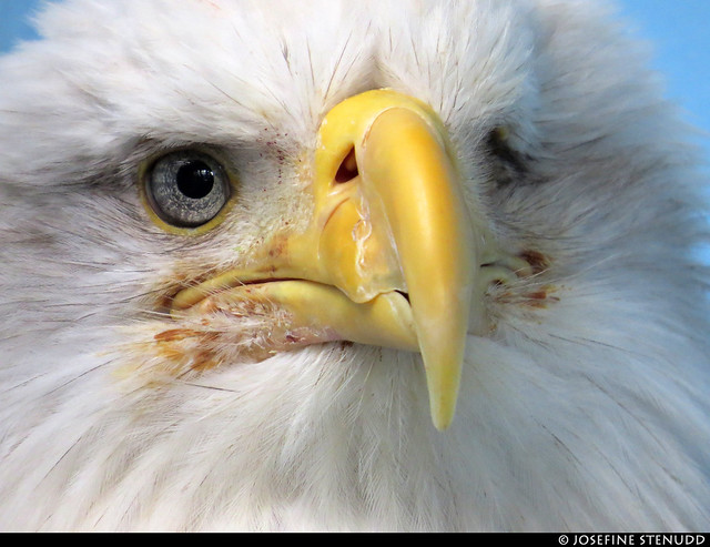 20180622_33 Lady Baltimore, a non-releasable bald eagle (Haliaeetus leucocephalus) in the care of the non-profit Juneau Raptor Center | Mount Roberts, Juneau, Alaska